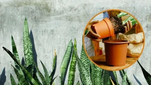 W pielęgnacji tej rośliny trzeba pamiętać o pierwszym przesadzeniu, ostrożnym podlewaniu i słonecznym stanowisku.