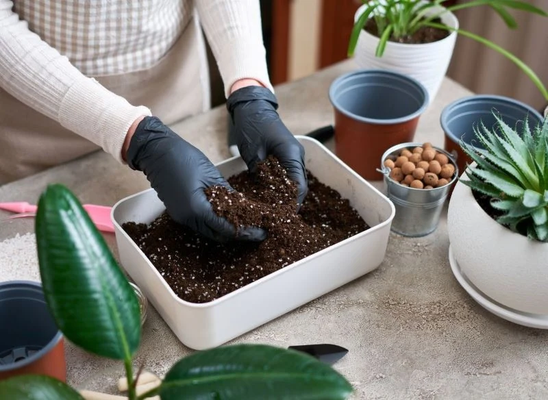 Podłoże typu bigos zawiera wyłącznie naturalne komponenty