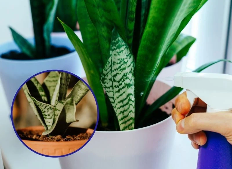 Podlewanie sansewierii nie jest skomplikowane