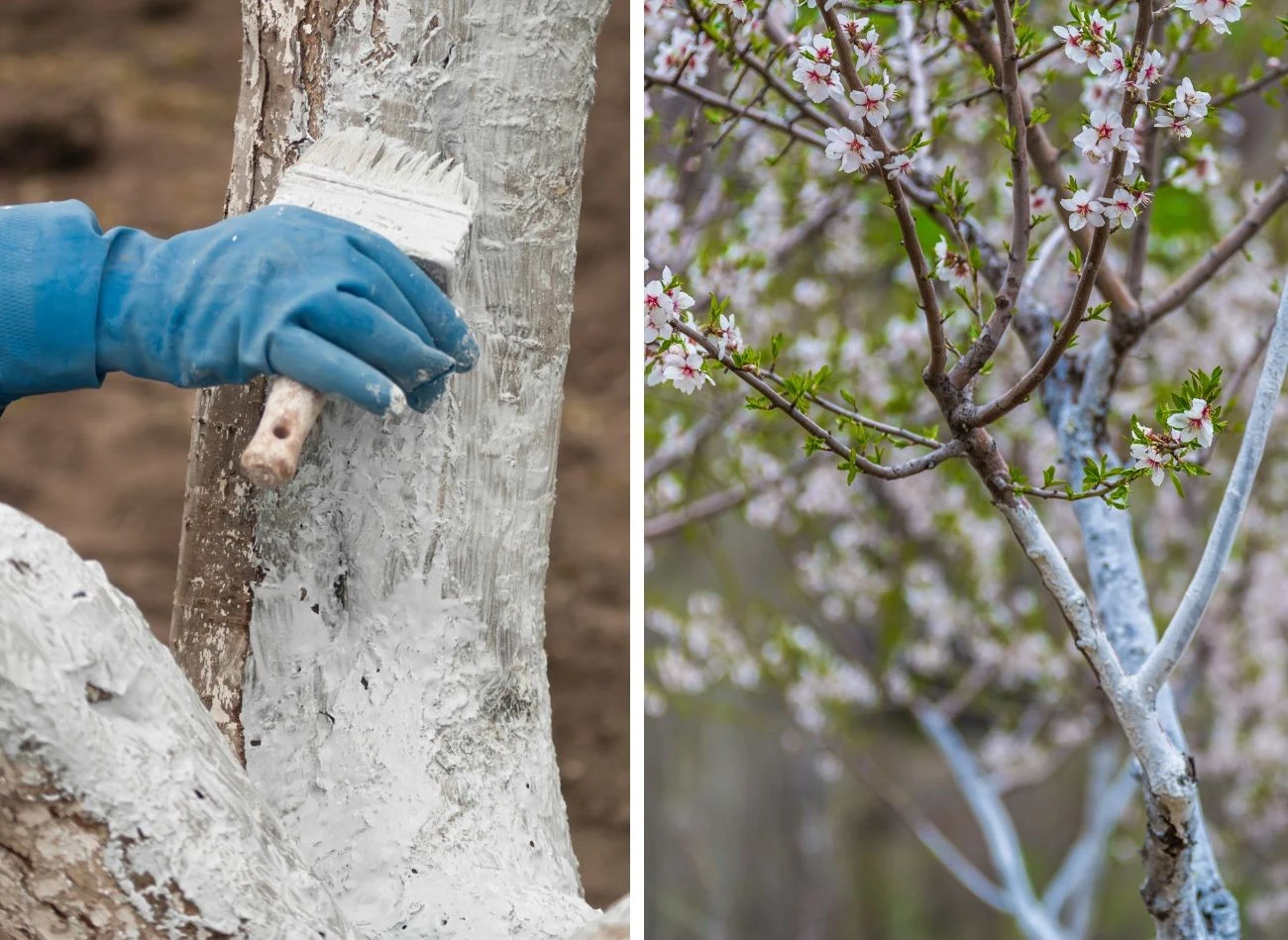 Do bielenia drzew należy używać szerokiego pędzla z miękkim włosiem