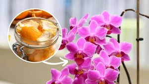 Odżywka na bazie skórki pomarańczy sprawi, że storczyk szybko wypuści pąki kwiatowe.