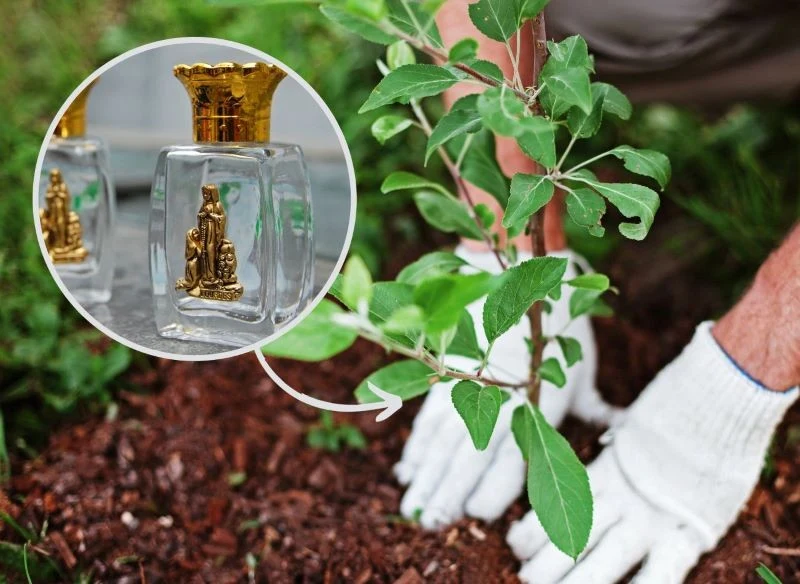 Wodę święconą z pełnym szacunkiem możesz wylać pod młode rośliny, zapewniając im dobrą opiekę i ochronę