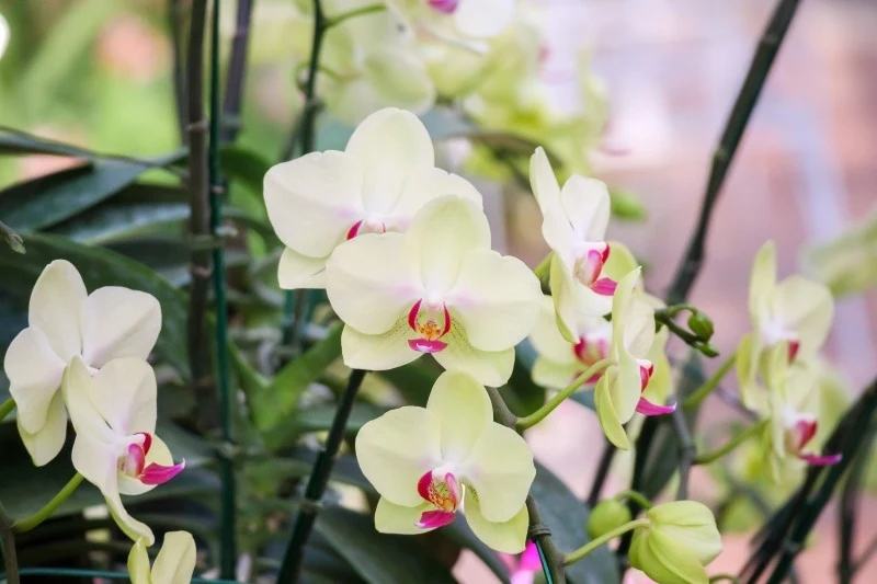 Zimą storczyki wymagają szczególnej troski
