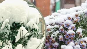 Warstwy ciężkiego śniegu mogą uszkodzić rośliny
