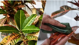 Liście krotonów to ich najpiękniejsza ozdoba. Co zrobić, gdy je gubią?