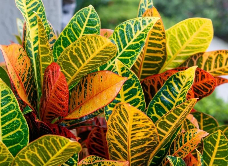 Kroton w czasie wzrostu zmienia kolor liści