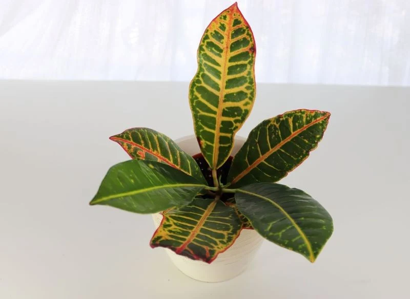 Uprawiając kroton, pamiętajmy o kilku istotnych zasadach