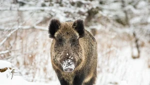 Dzik niszczy twój ogród? Sprawdź, jak go wygonić.
