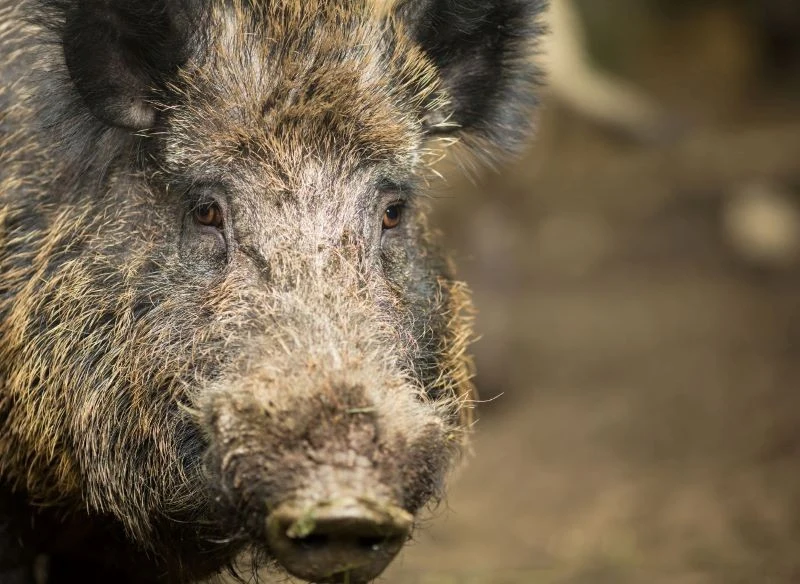 Niektóre dźwięki i zapachy są nieprzyjemne dla dzików