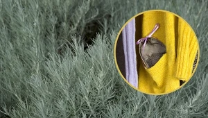 Zanim zakwitnie do złudzenia przypomina krzak lawendy, jednak nie pomyl się, to kocanki włoskie. Doskonały tip na mole.