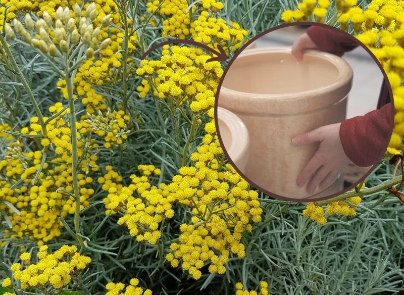 Przesadzając kocanki, trzeba pamiętać, że bardzo się krzewią