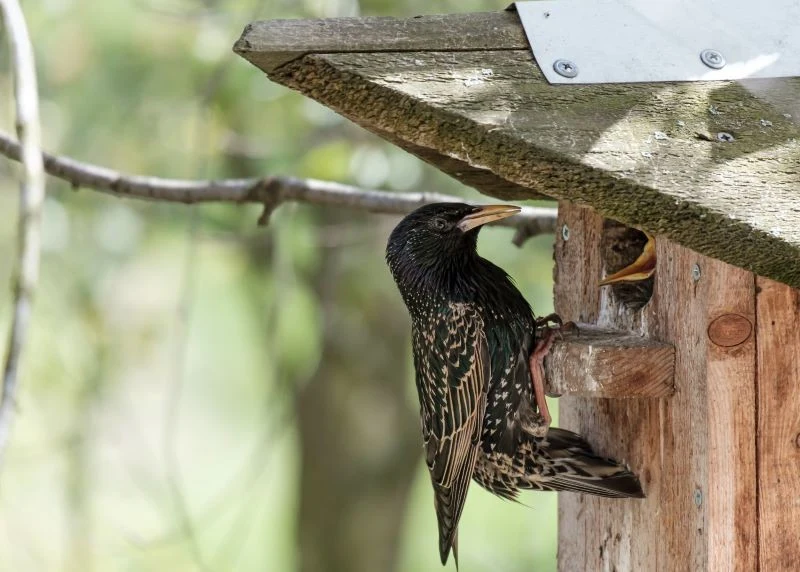 Szpak może być postrzegany zarówno jako wróg, jak i przyjaciel ogrodu