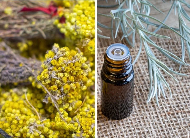 Kocanki włoskie to materiał na piękny bukiet, a także na leczniczy olejek o wyrazistym, ziołowym aromacie