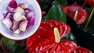 Anturium to piękna roślina doniczkowa, która doda uroku każdemu wnętrzu.