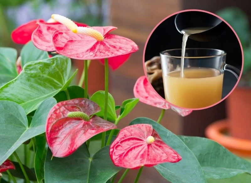 Zrób syrop z łupin orzechów włoskich, a twoje rośliny w mig wypuszczą pąki kwiatowe