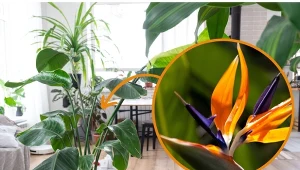 Ten niezwykły kwiat wyróżnia się spośród wszystkich innych roślin doniczkowych. To prawdziwa perełka dla miłośników nietypowych okazów.