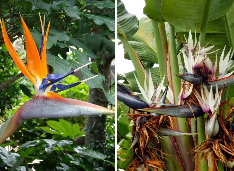 Dwie wyjątkowe odmiany strelicji - królewska i biała