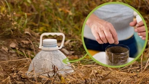 Nasiona wysiej do butelki i wynieś do ogrodu jeszcze zimą.