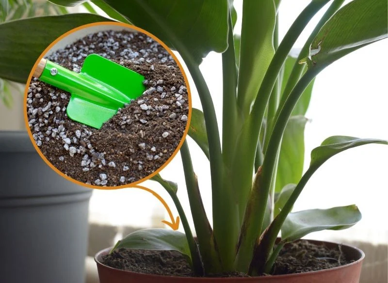 Ziemia do strelicji powinna być żyzna i dobrze przepuszczalna, a jednocześnie lekka i pulchna