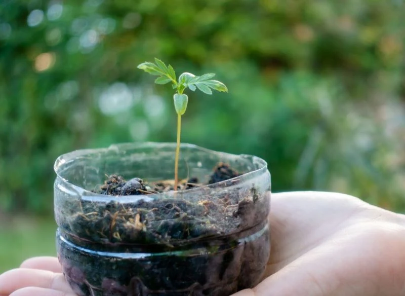 Winter sowing pozwala otrzymać zdrowe i odporne na mróz siewki
