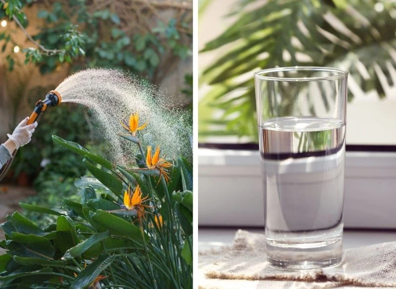 Strelicja wymaga optymalnej podaży wody w ogrodzie i w domu