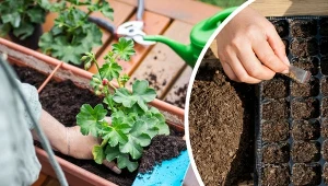 Pelargonie można łatwo wyhodować z nasion. Podpowiadamy, jak to zrobić.