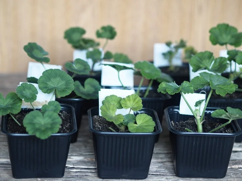 Uprawa pelargonii z nasion jest naprawdę prosta