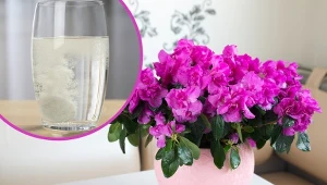 Aby pobudzić azalię doniczkową do życia, zrób witaminowy koktajl. Wystarczy tylko jedna tabletka.