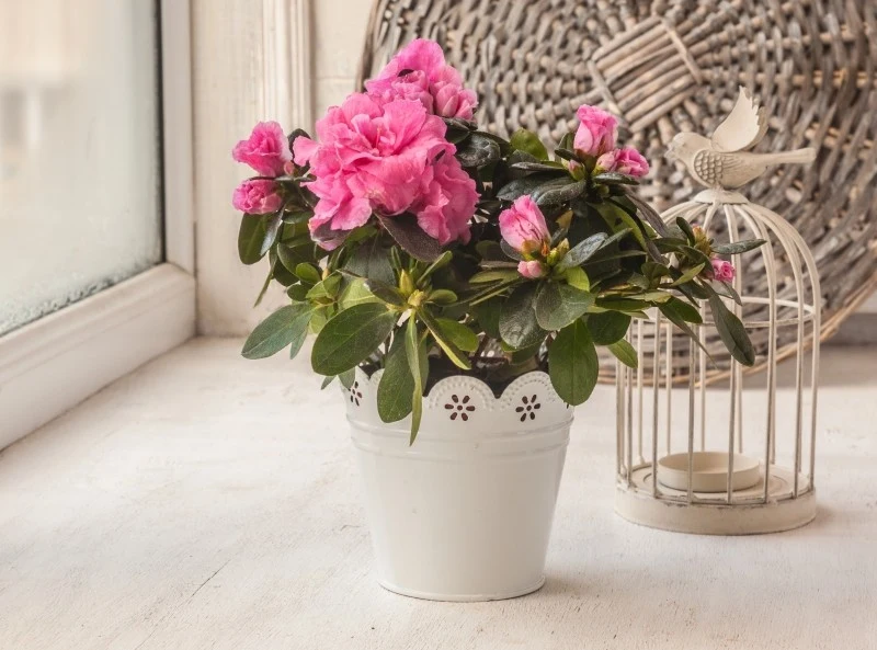 Azalia doniczkowa jest dość wymagająca i kapryśna