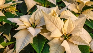 Gwiazda betlejemska: jak ją uprawiać po przekwitnieniu