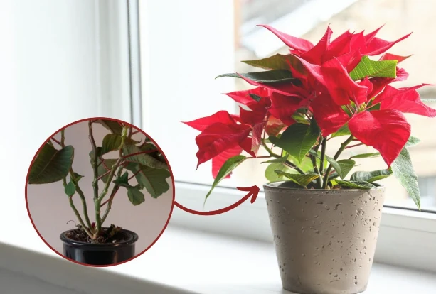 Gwiazda betlejemska to klasyczna, efektowna ozdoba świąteczna – aby cieszyła swoim wyglądem przez tych kilka dni w roku, należy o nią zadbać