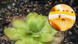 Choć wygląda niepozornie, ten mały kwiat to prawdziwy pogromca natrętnych owadów - idealny na parapet.