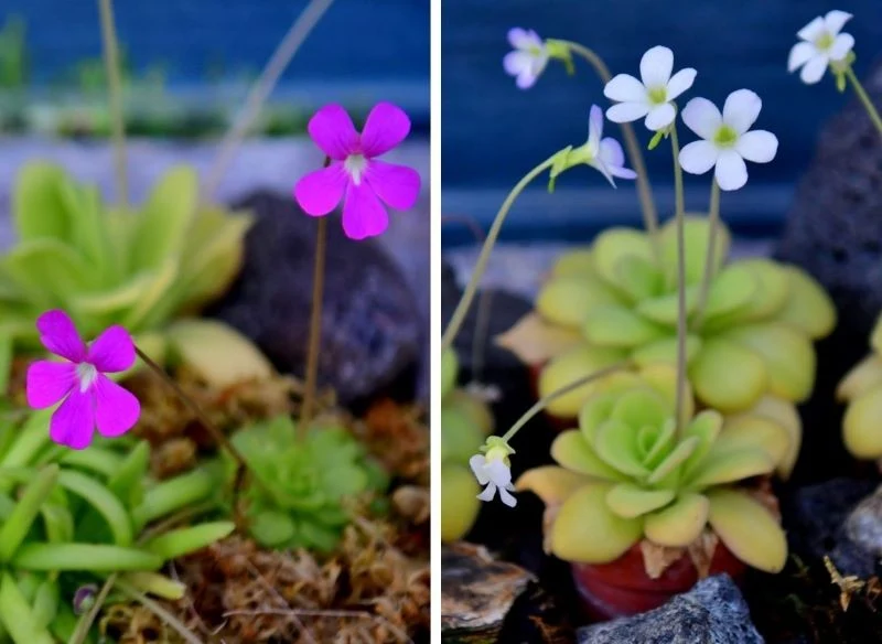 Do najpopularniejszych odmian kolorystycznych należą fioletowa i biała