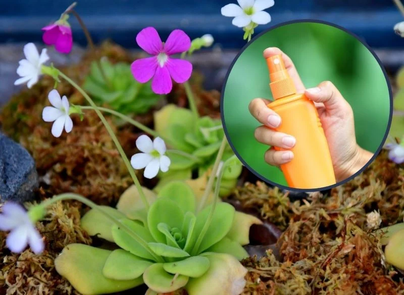 Rośliny owadożerne to ekologiczna alternatywa dla środków chemicznych