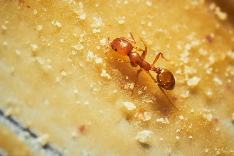 Zapach masła orzechowego przyciągnie mrówki, a konsystencja sprawi, że nie będą mogły uciec z pułapki