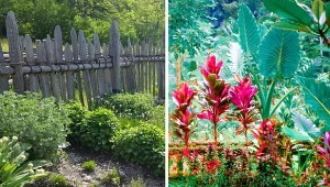 Baśniowa feeria barw czy naturalne ukojenie? Który z trendów ogrodniczych 2024 skradnie twoje serce?