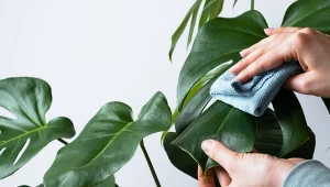 Istnieje prosta metoda zwalczania szkodników z monstery – delikatne zabiegi co kilka dni przyniosą efekt.