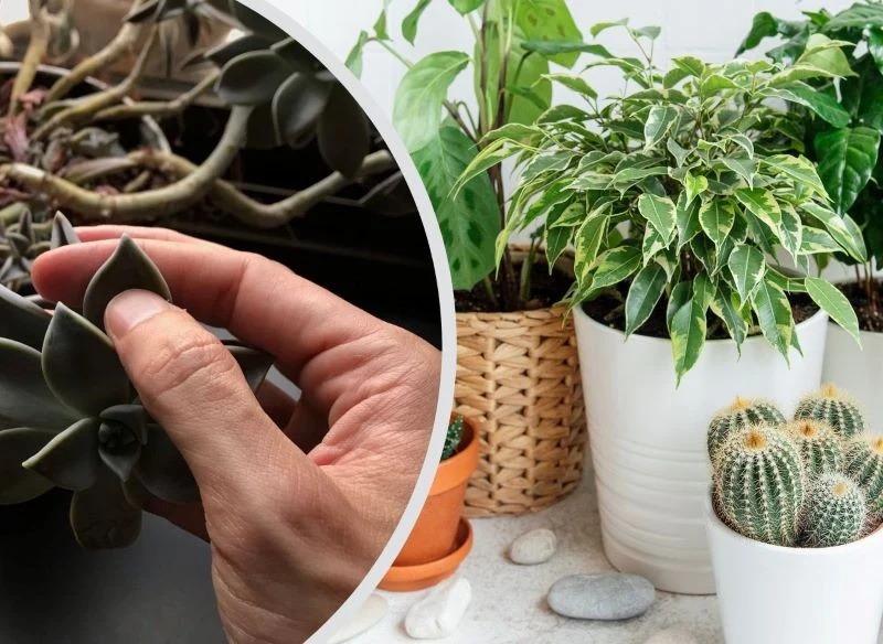 Uważny przegląd sąsiadujących roślin może ochronić je przed marnieniem i obumieraniem przez rozsiane szkodniki