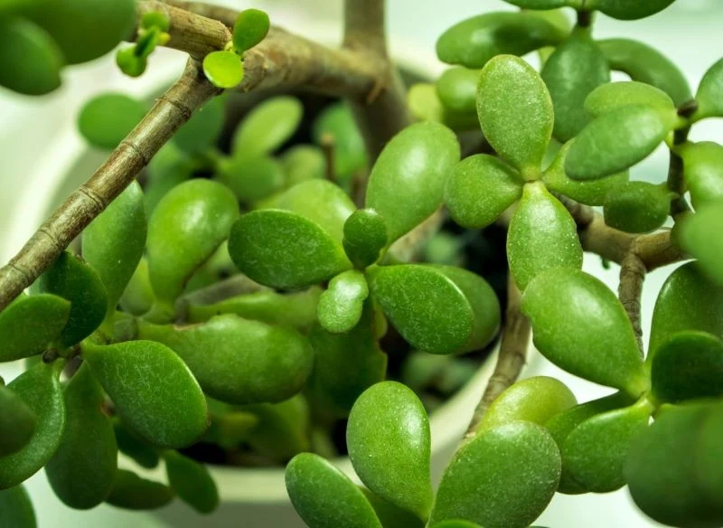 Liście grubosza będą zdrowe i zielone, jeśli zadbamy m