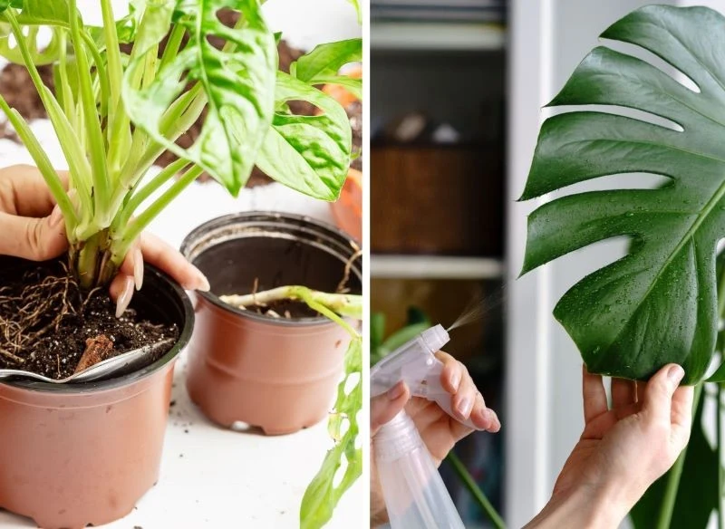 Przesadzenie nowej rośliny oraz jej regularne, ekologiczne opryski to ważne elementy profilaktyki