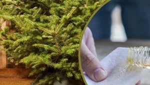 Płyn do czyszczenia z choinki i octu. Jak wykorzystać choinkę po świętach?