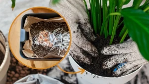 Zamiast do śmietnika, powinny trafić do doniczki. Zadbaj, aby cenne resztki znalazły swoje zastosowanie.