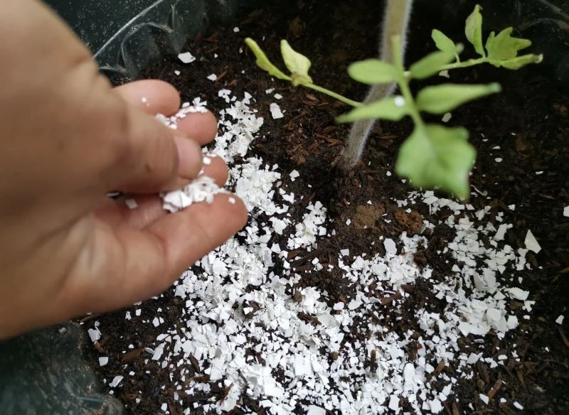 Im drobniej zmielone skorupki trafią do gleby, tym szybciej przekażą jej odżywcze składniki