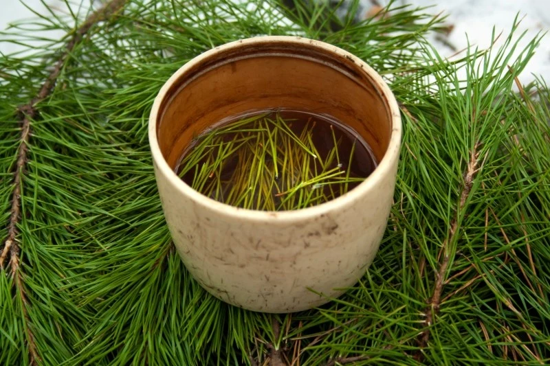 Z gałązek choinki przygotujesz płyn do czyszczenia