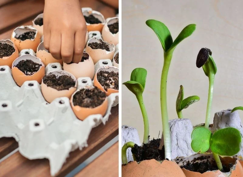 Sadzonki małych roślin i ziół doskonale kiełkują w skorupkach od jajek
