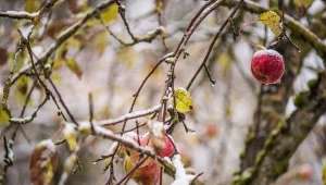 Styczeń to doskonała pora na rozpoczęcie prac w ogrodzie i sadzie.