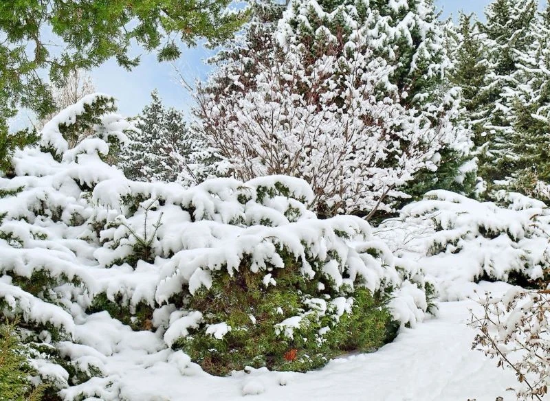 Okres spoczynku to dobry moment na przycięcie niektórych mrozoodpornych krzewów rosnących w naszych ogrodach
