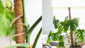 Niektóre rośliny potrzebują wsparcia w postaci podpory. Na czym polega palikowanie?