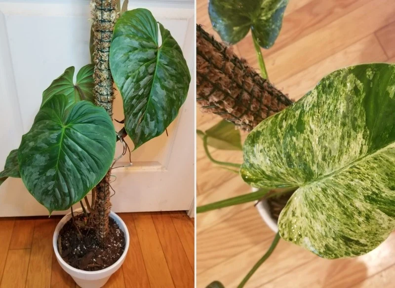 Palikowanie umożliwia roślinom wspinanie się ku górze