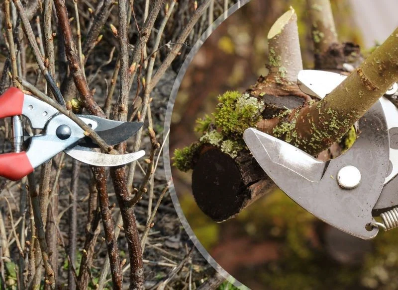 W styczniu możemy przyciąć jabłonie i krzewy czerwonej porzeczki